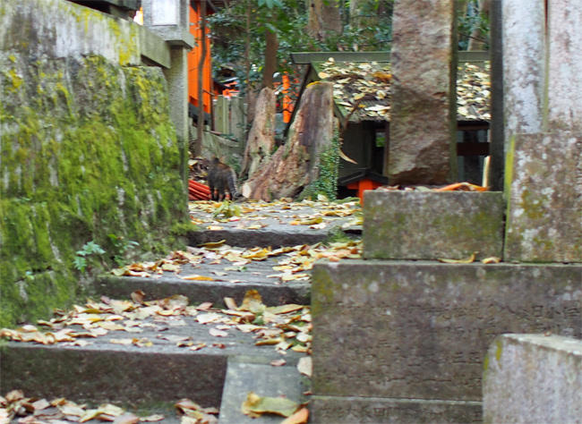 山の神社の猫さん3327.jpg