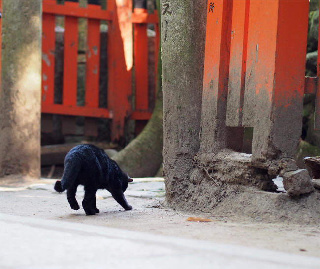 山の神社の猫さん3328.jpg