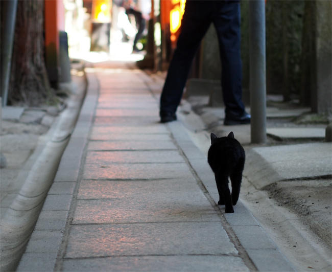 山の神社の猫さん3329.jpg