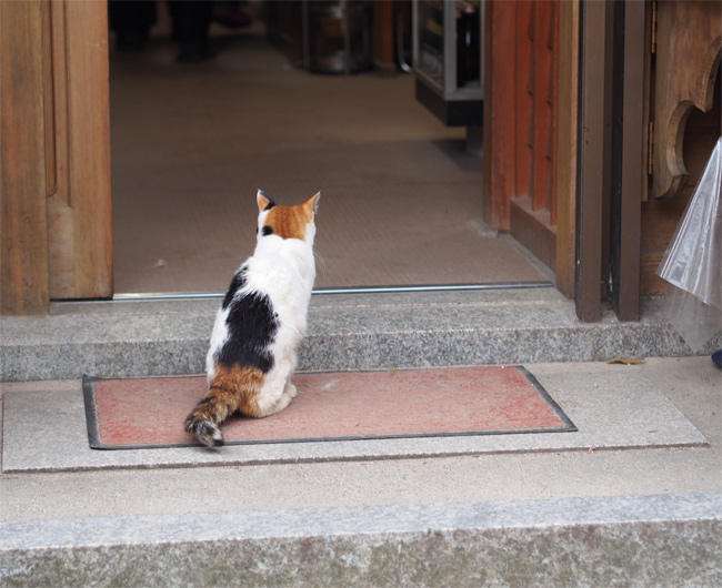 神社の猫さん3335.jpg