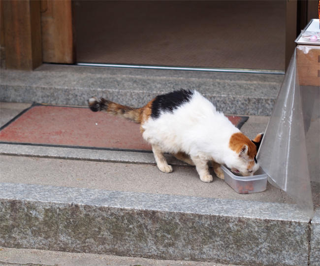 神社の猫さん3336.jpg