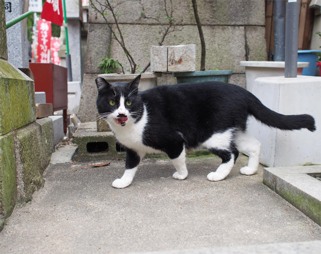 神社の猫さん3338.jpg