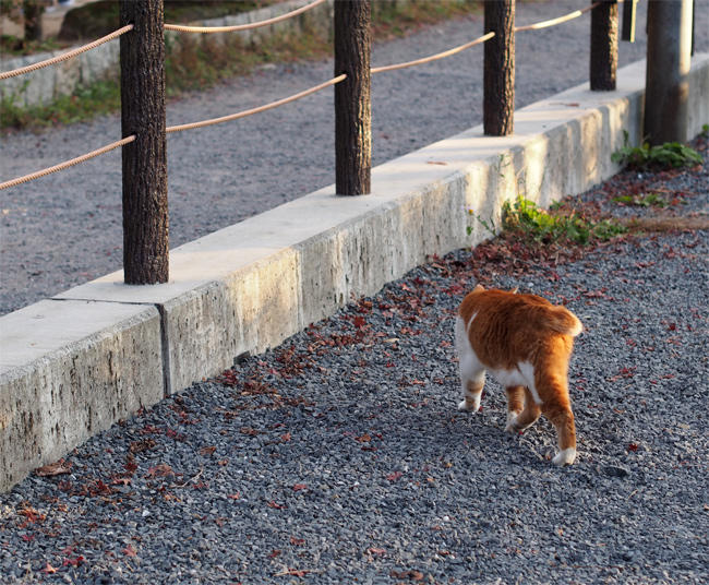 京都猫さん3347.jpg