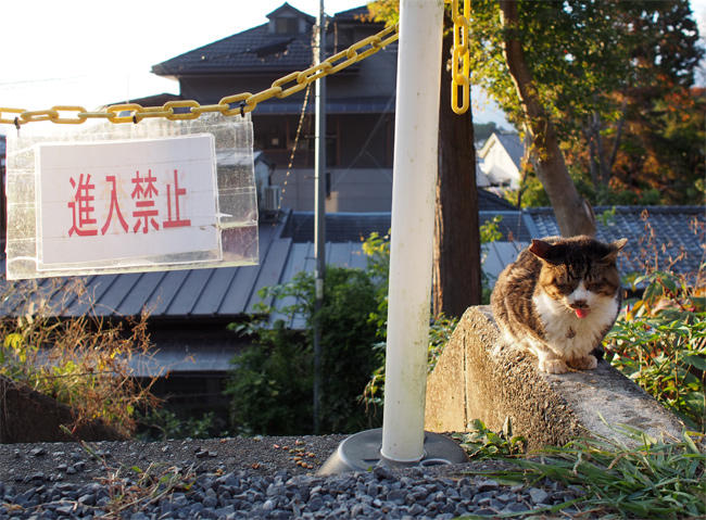 京都猫さん3348.jpg