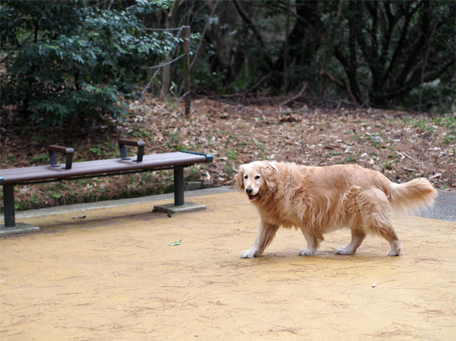 公園犬くん3561.jpg