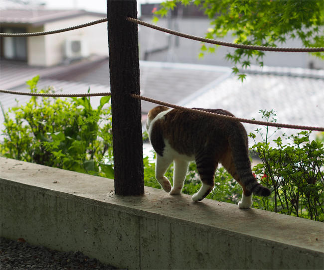 京都猫さん3701.jpg
