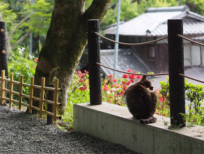 京都猫さん3702.jpg