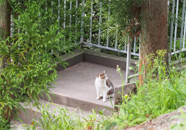 階段猫さん3708.jpg
