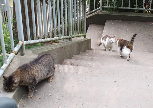 階段猫さん3716.jpg