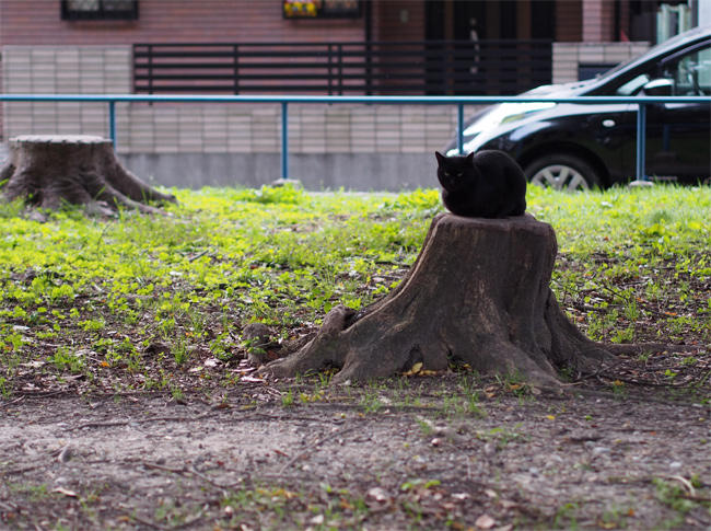 公園猫さん3915.jpg