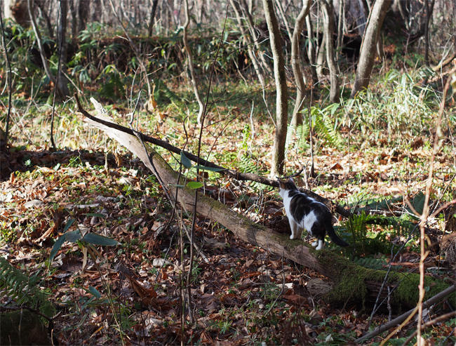 十和田の森の猫さん3939.jpg