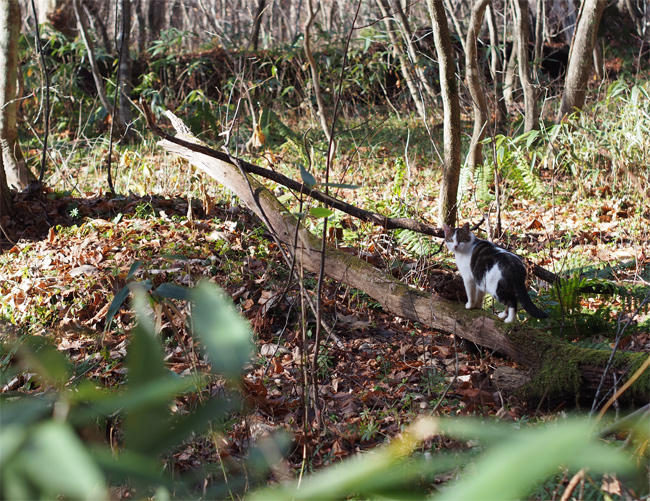 十和田の森の猫さん3940.jpg