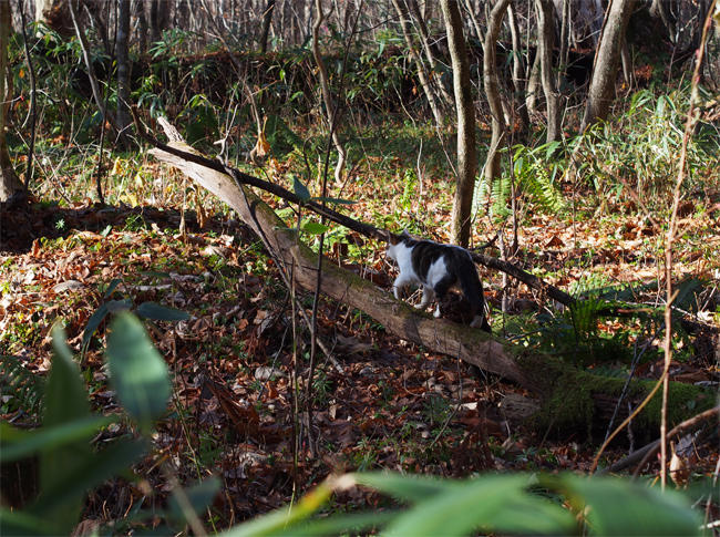十和田の森の猫さん3941.jpg