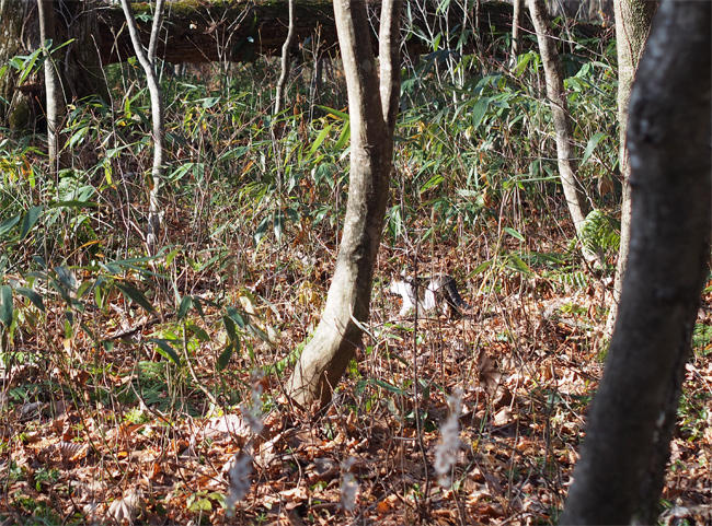 十和田の森の猫さん3944.jpg