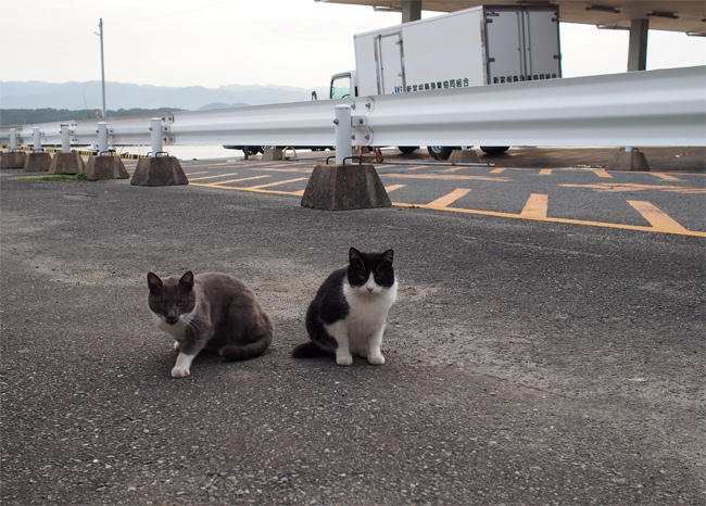 渡船場の猫さん3999.jpg