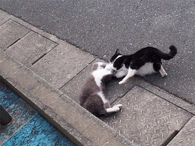 渡船場の猫さん4004.jpg