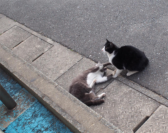 渡船場の猫さん4005.jpg