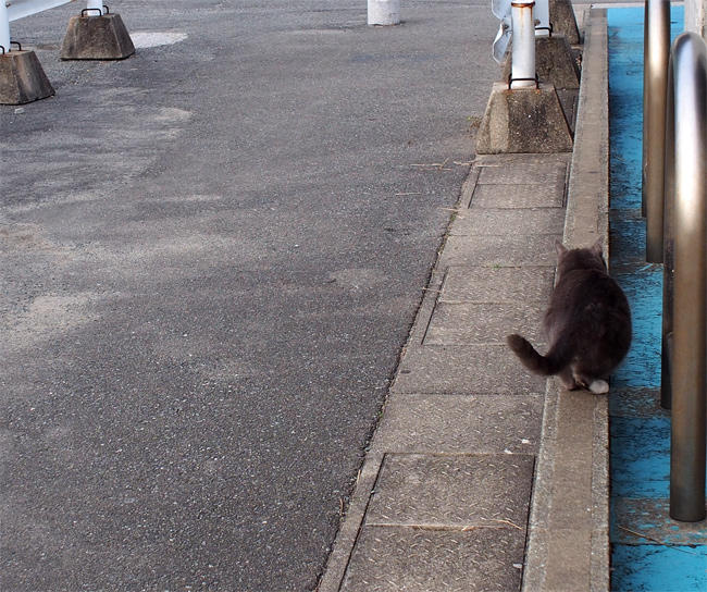 渡船場の猫さん4007.jpg