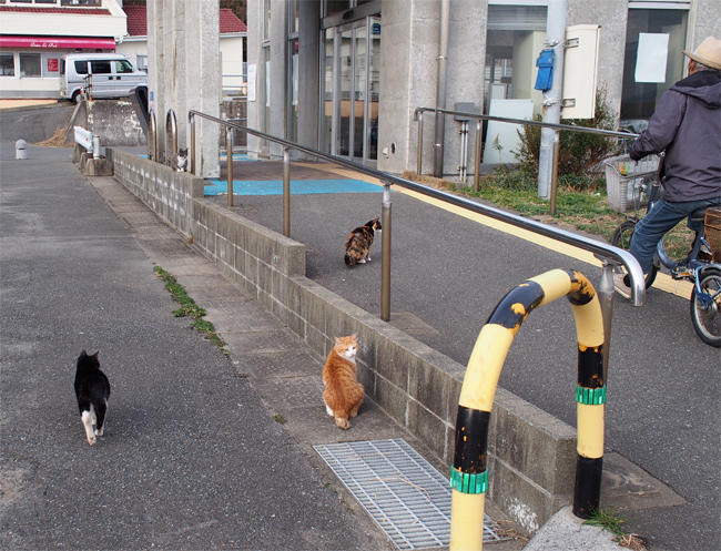 渡船場の猫さん4008.jpg