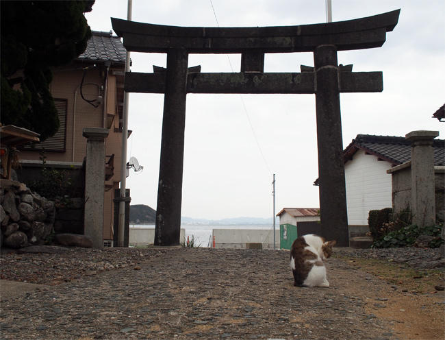 相島神社猫さん4090.jpg
