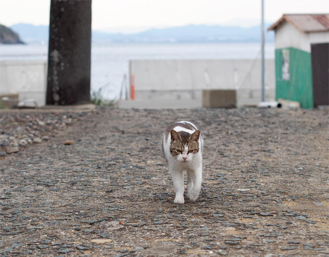 相島神社猫さん4095.jpg
