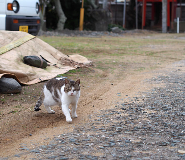 相島神社猫さん4096.jpg