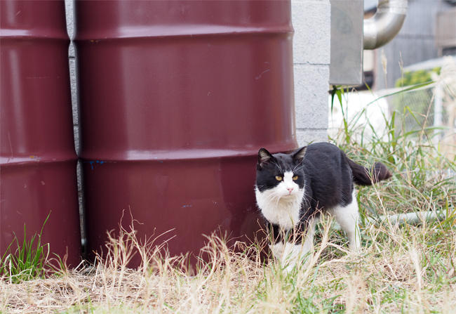 相島猫さん4102.jpg
