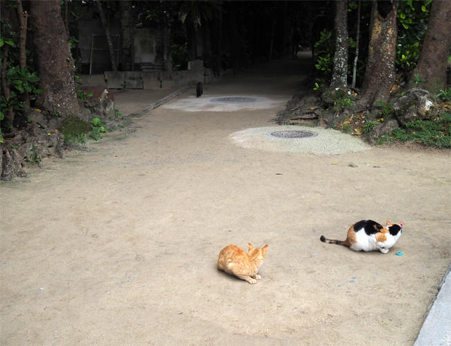 沖縄並木猫さん4214.jpg