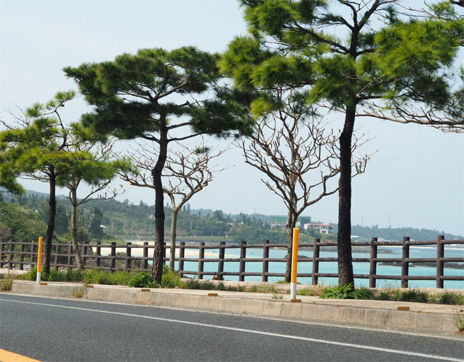 沖縄4263.jpg