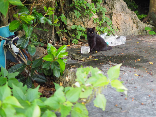 沖縄黒猫さん4451.jpg