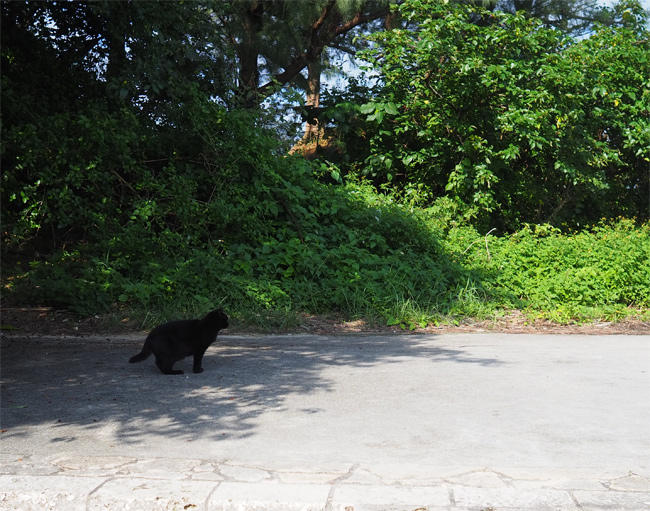 沖縄黒猫さん4453.jpg