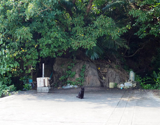 沖縄黒猫さん4454.jpg