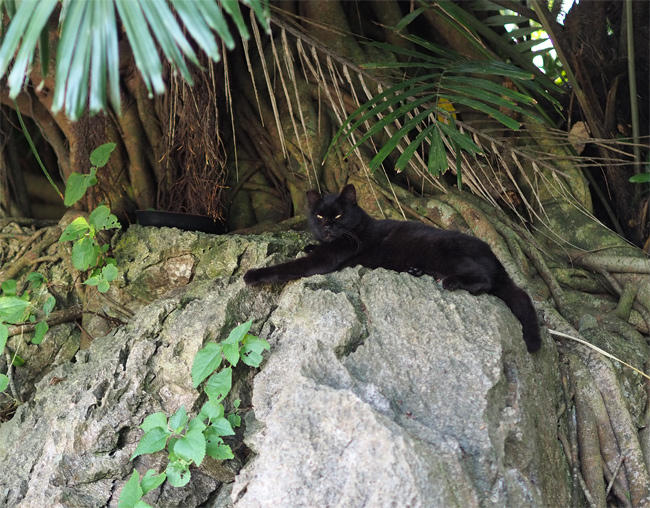 沖縄黒猫さん4455.jpg