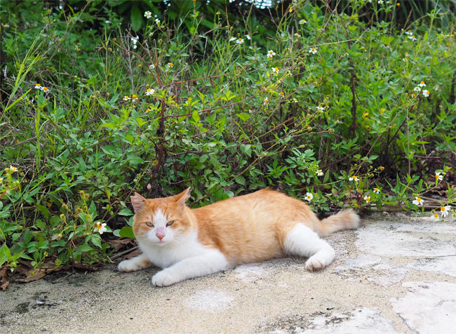 沖縄茶白猫さん4467.jpg