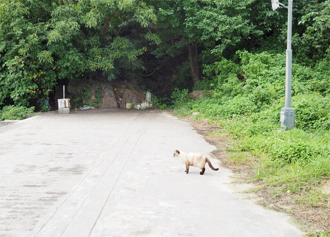 沖縄猫さん4479.jpg