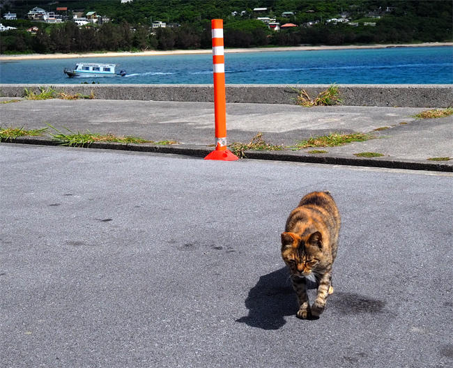 沖縄島猫さん4494.jpg