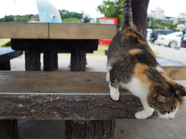 沖縄猫さん4511.jpg