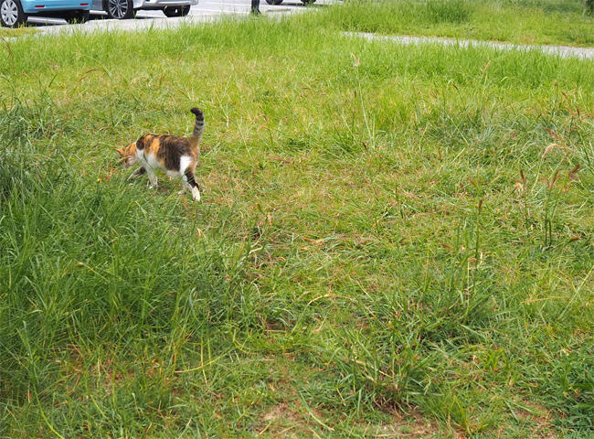 沖縄猫さん4512.jpg