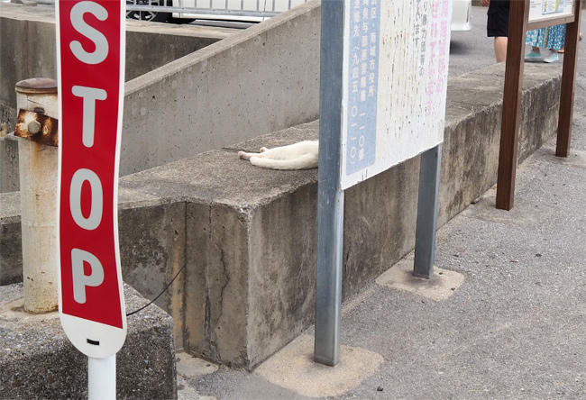 沖縄猫さん4521.jpg
