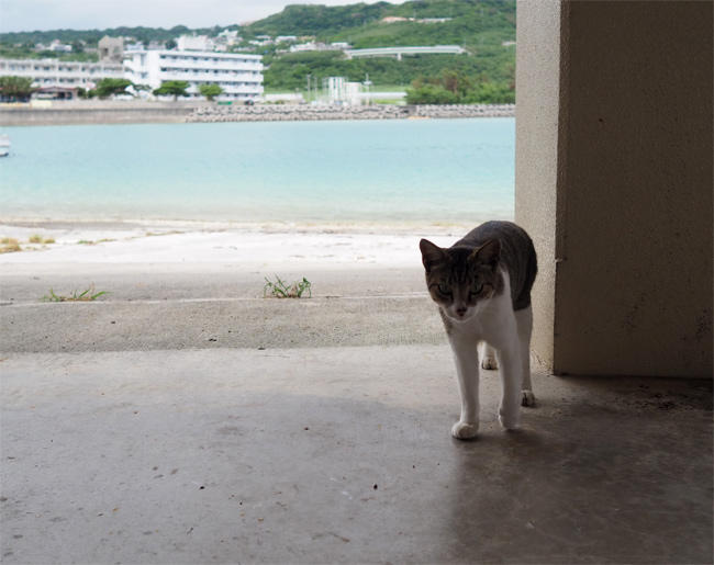 沖縄猫さん4527.jpg