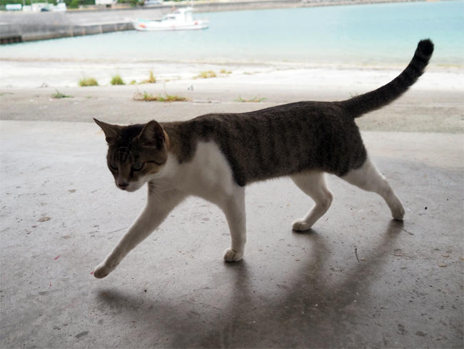 沖縄猫さん4528.jpg