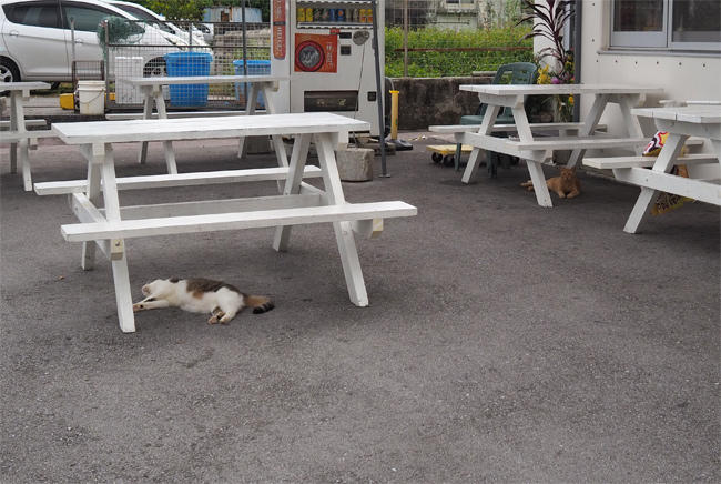 沖縄猫さん4533.jpg