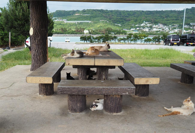 沖縄猫さん4560.jpg