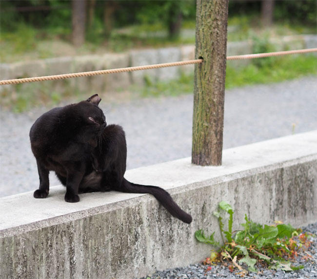 黒猫さん4601.jpg