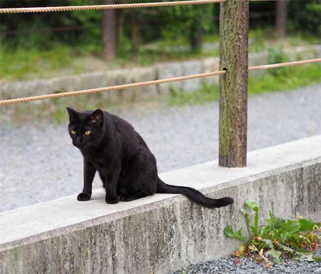 黒猫さん4602.jpg