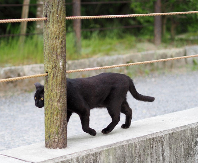 黒猫さん4603.jpg
