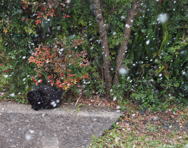 雪と猫さん4906.jpg