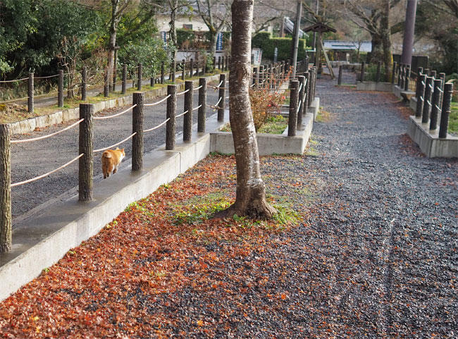 京都の猫さん4925.jpg