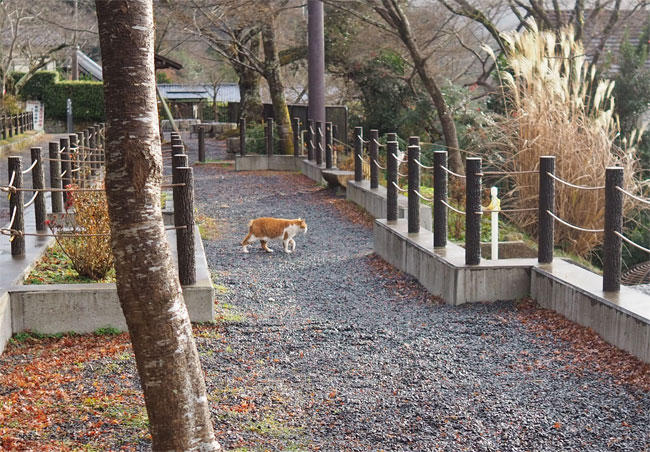 京都の猫さん4926.jpg