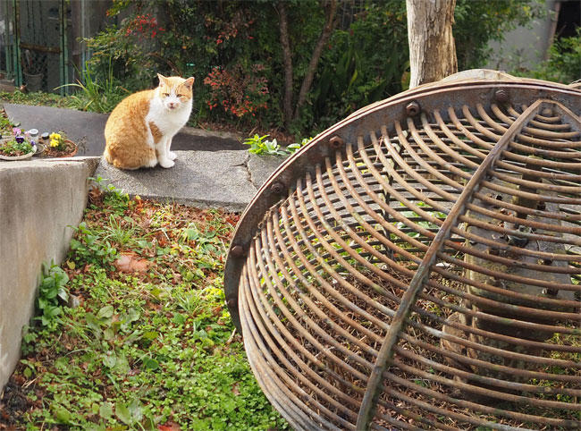 京都の猫さん4927.jpg